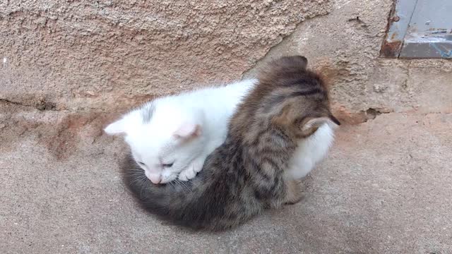 These kittens are too cute, they love sleeping on each other, cute right?