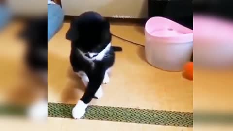 Cat missed the ball funny video