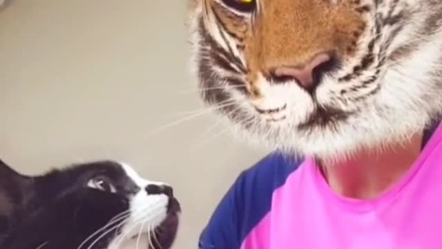 funny cats