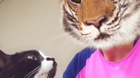 funny cats