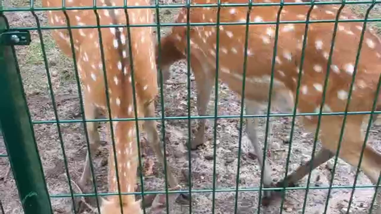 Sika deer eating from my hand