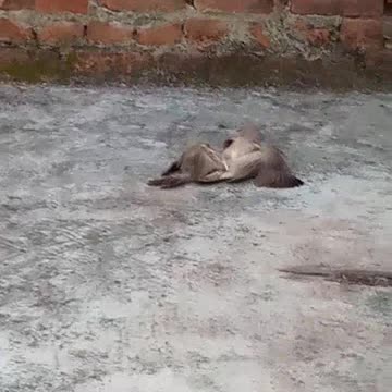 Birds fight status🤣🤣💥😍😍😁🤩😃