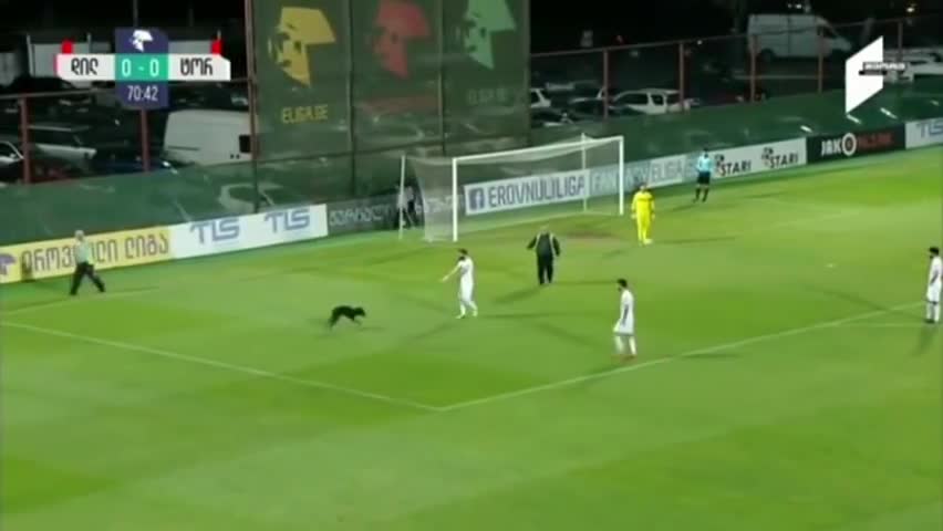 Dog interrupts soccer game, wants belly rubs!