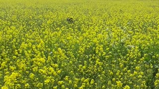 Great Dane Running In Flowers