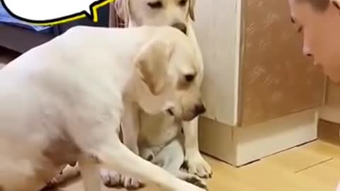 Smart dog video😂😂🐶🐶