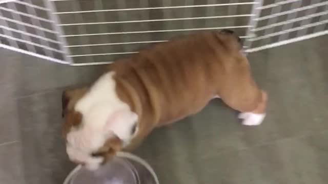 Puppy makes it clear he wants dinner