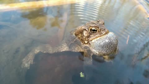 The beautiful sound of a frog