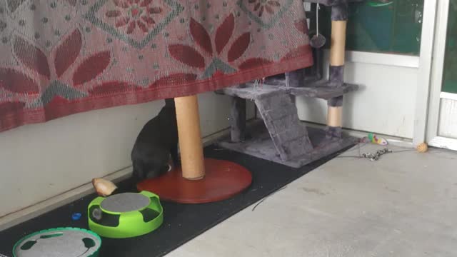 Roo and Cocoa7