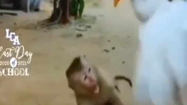 Funny monkey x galiy fight