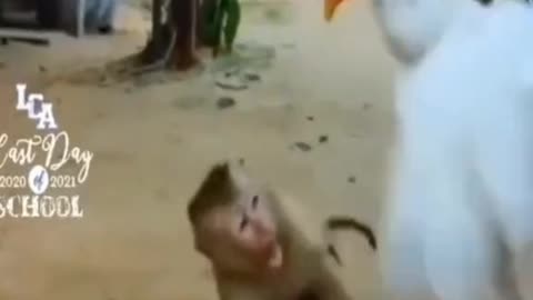 Funny monkey x galiy fight