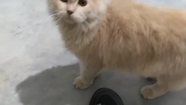 Cute cat funny cat videos baby