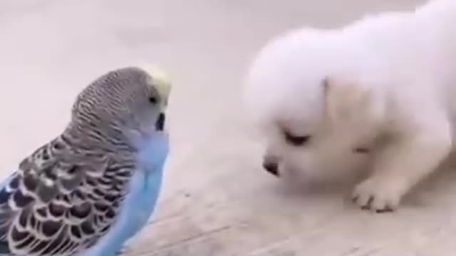 Pets