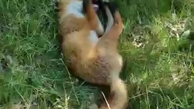 Sleeping animal video | funny videos and pictures |