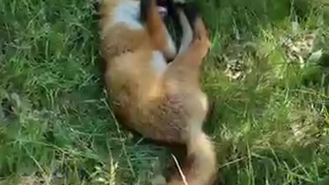 Sleeping animal video | funny videos and pictures |