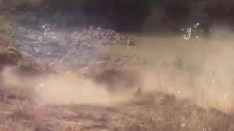 Tiger and lion fight with each other.