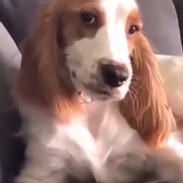 hot girls and dog funny video