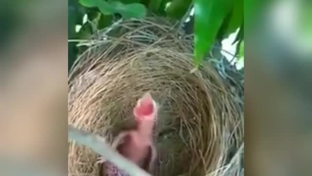 The Most Funny Baby Bird / try not to laugh