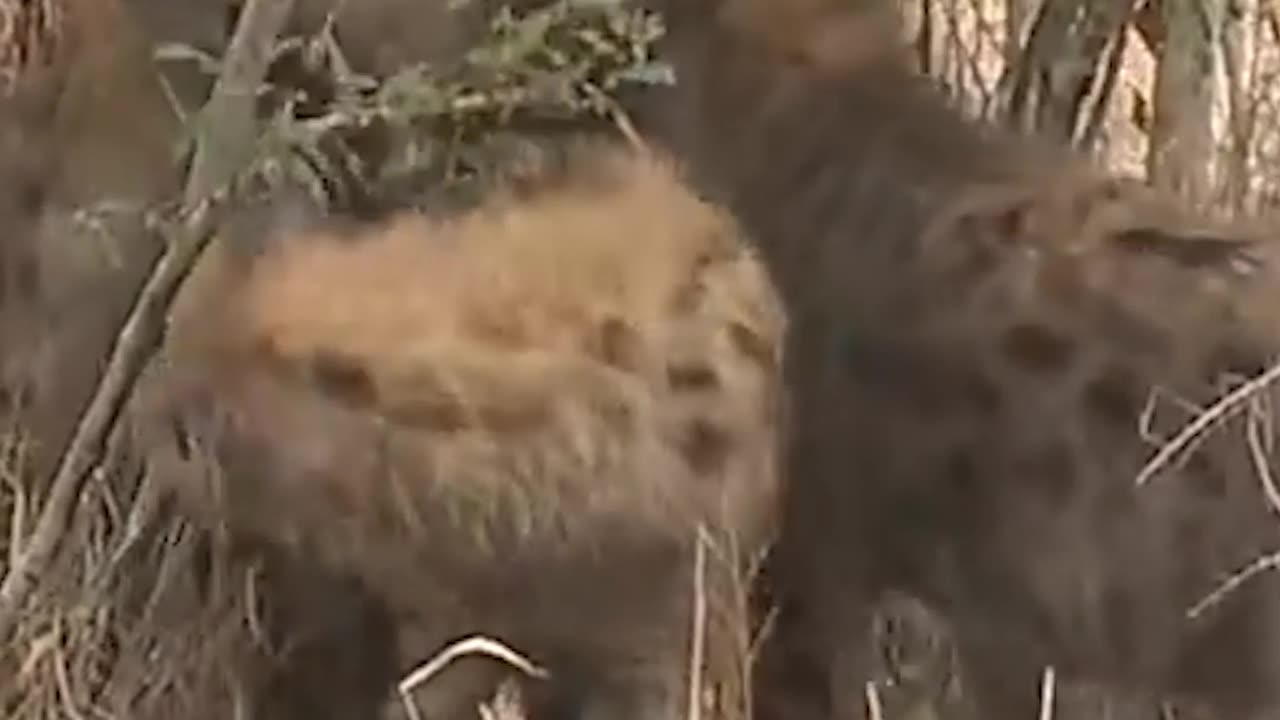 Hyena mating