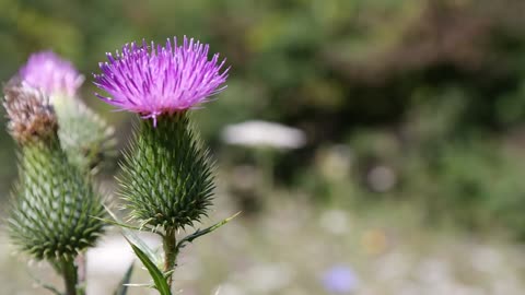 Flor do Campo