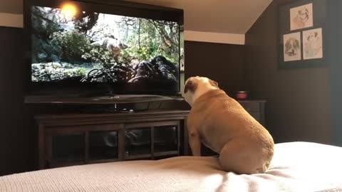 Bulldog has incredible reactions to actress in trouble via tv