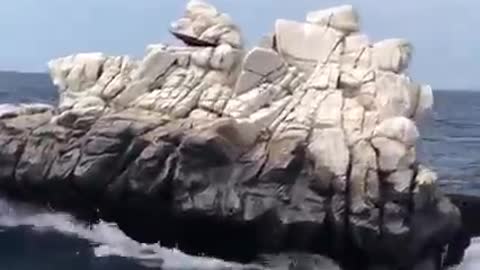 Viral boat camouflage!😲
