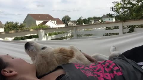 Cute pup on hammock