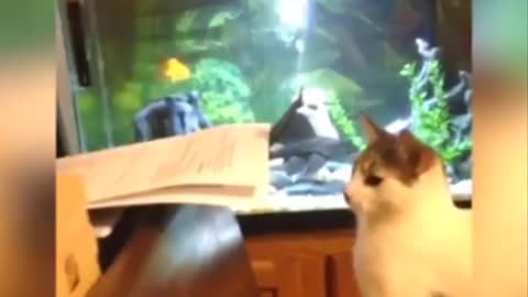 Funniest Cats - Funny Cats Life - Funny Animal Videos Episode 13