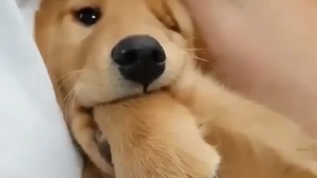 funny dogs bites his foot