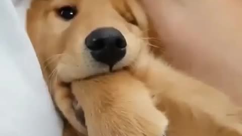 funny dogs bites his foot