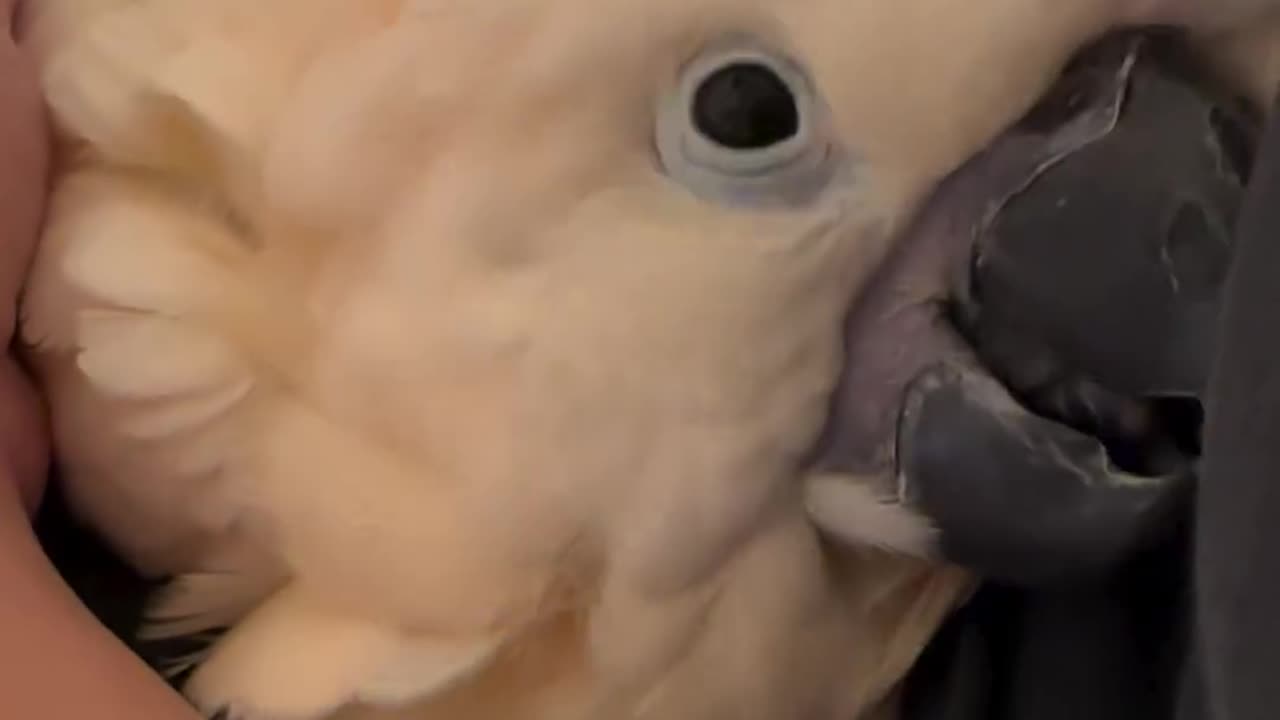 Funny parrot |cockatiel parrot | Funny birds | Funny animals