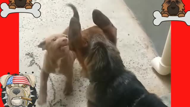 PTIBULL PUPPY SHOWS HOW BREED DOMINANCE IS STRONGER