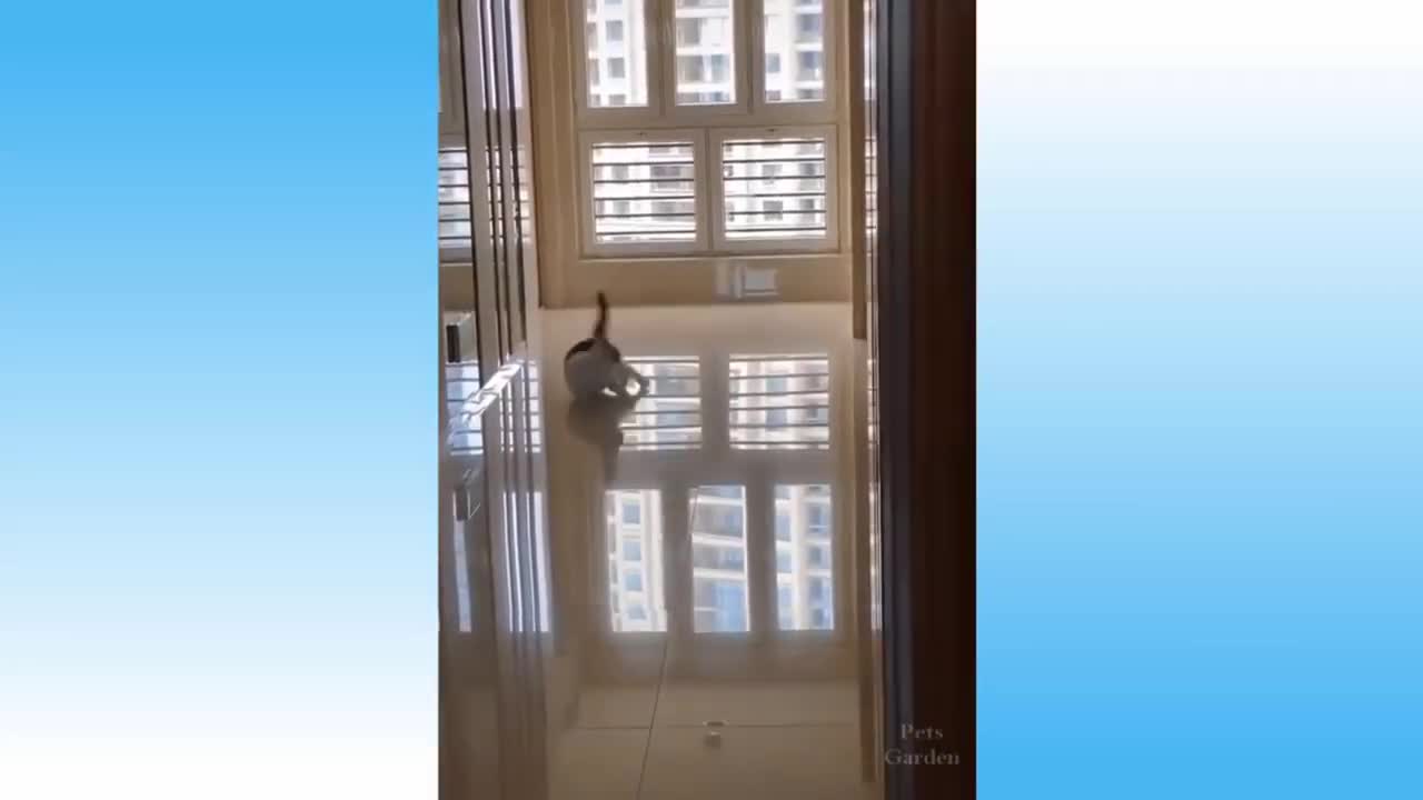 Cute kitty turns in circles