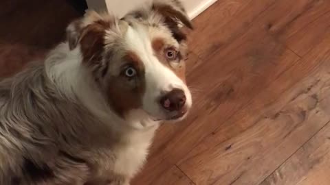 Aussie is introduced to his new vibrating collar, hilarious confusion ensues!