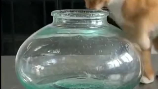 Cat Funny Video ll Cat Short Video ll #Short