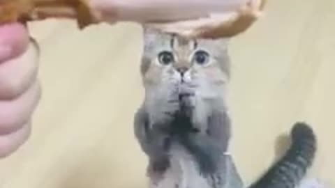 Cat begs for a drumstick