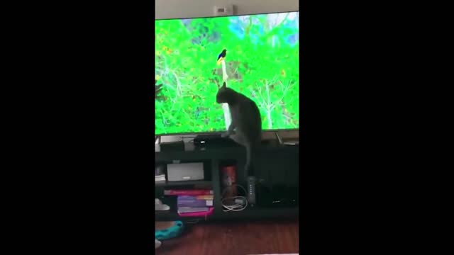 funny cat videos 4