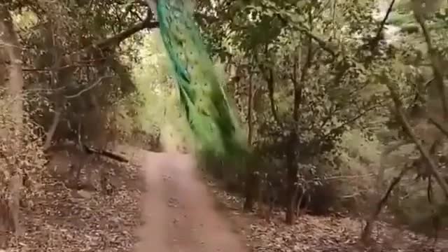 Peacock Taking Flight