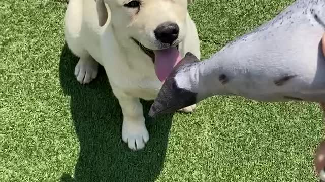 Puppy eats mackerel