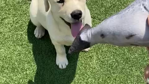 Puppy eats mackerel