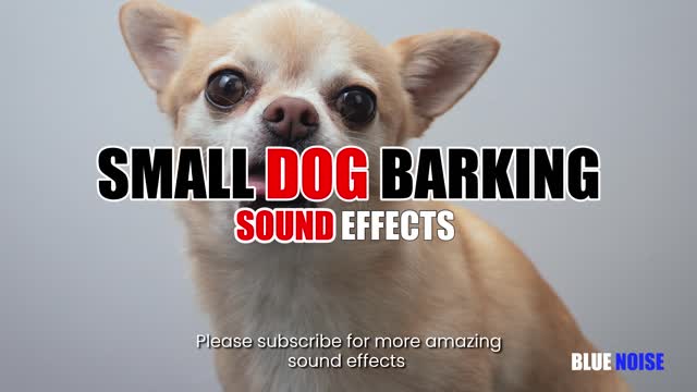 Small dog growling sound effect