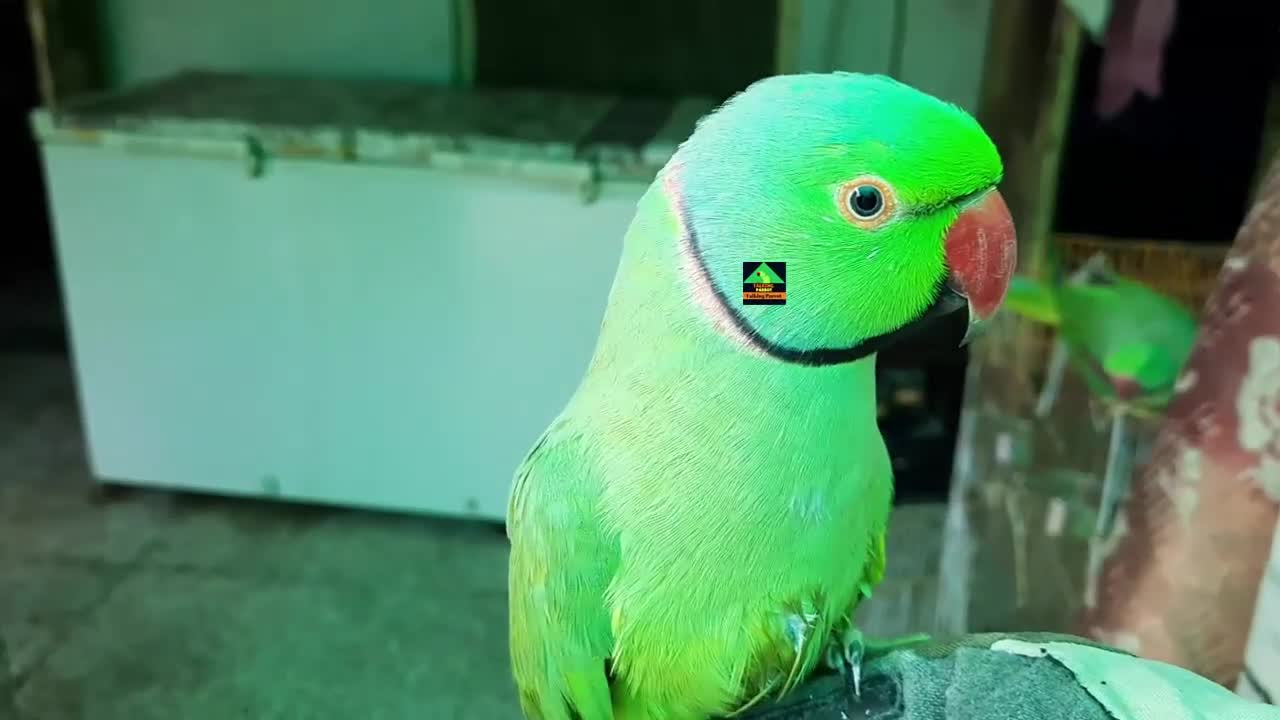 Mitthu The Boss Of Talking Parrot Familyp1