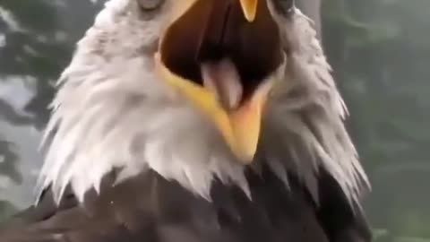 Eagle voice