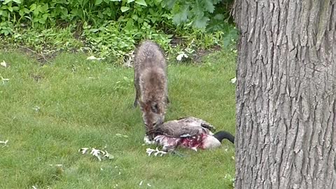 Coyote gets a goose