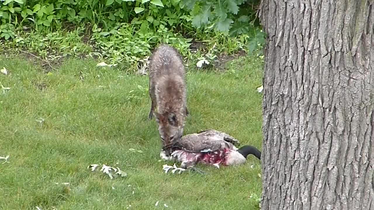 Coyote gets a goose