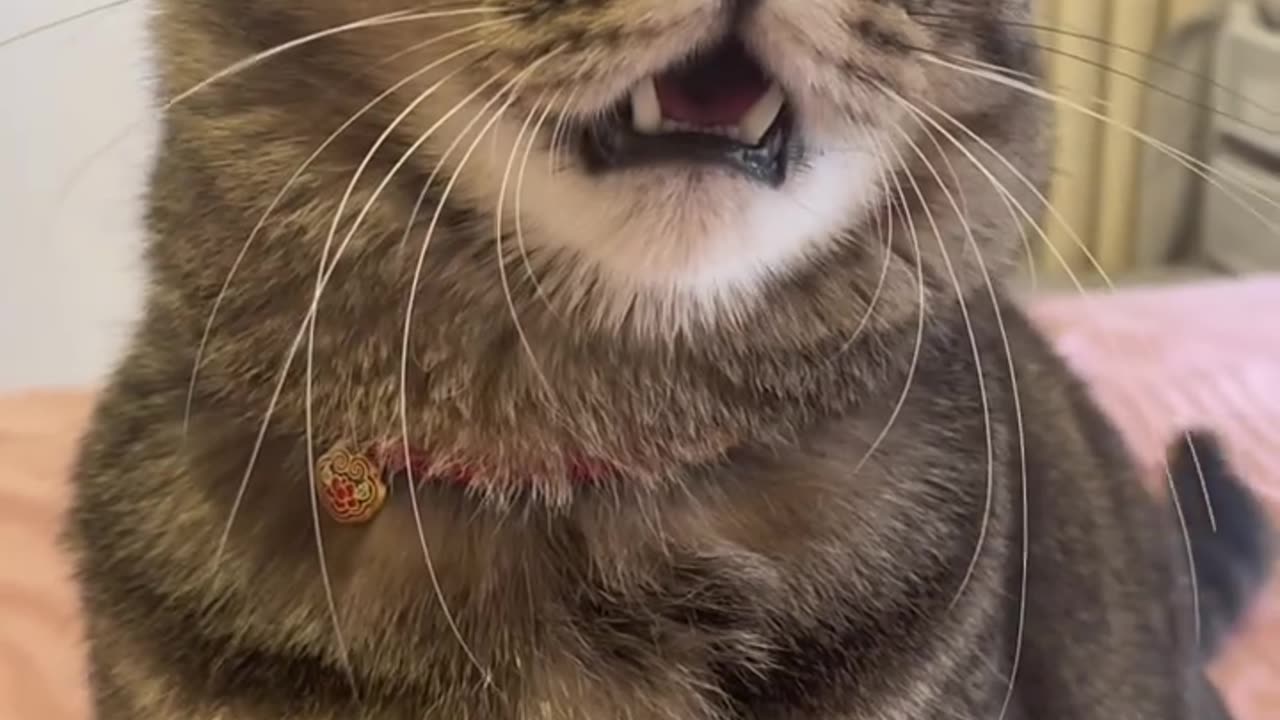 I want to play with bella 🐾 but he slaps me 🥲