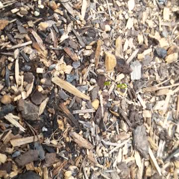 Onion in my Garden day 2