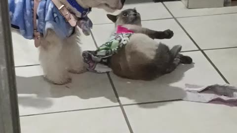 Pup Pulls Kitty Friend Along