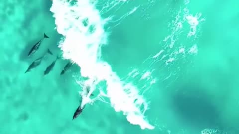 Animal Video | Viral video | Animal kingdam