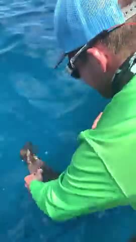 Tiny Fish Acting like Turtles #Shorts