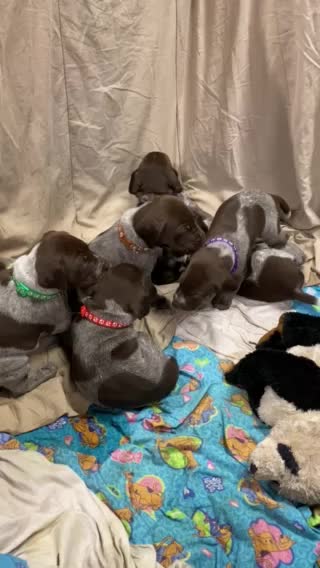 Puppy love and puppy breath ❤️